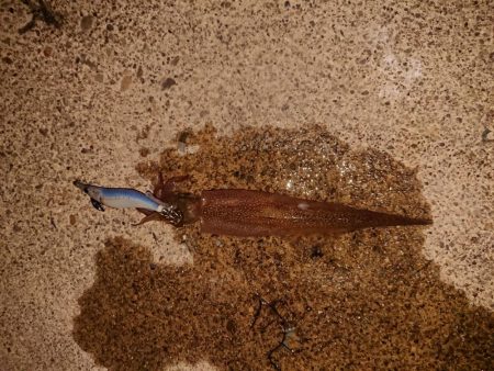 いつもの小さな漁港で